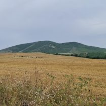 Omar, 43 years old, StraightMuscat, Oman